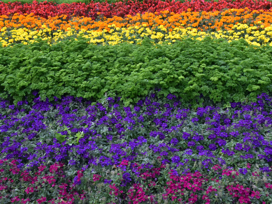 Flowers for Pride Month: Celebrating Love, Identity, and Community Through Blooms